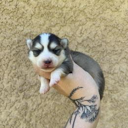 1 - Gray and white male Pomsky puppy in La Verne, California from Red Cedar Pomskies