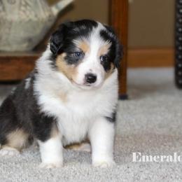 Emerald - Blue merle female Australian Shepherd puppy in Camp Springs, Kentucky from Diamond Paws Australian Shepherds