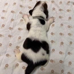 Gray - Black white and brown male Basset Hound puppy in Columbia, South Carolina from Pawmetto Hounds