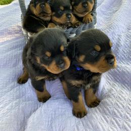 Rottweiler Puppies from Bella Bowe Champion Import Rottweilers