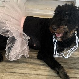 Lucy Lou - Bernedoodle