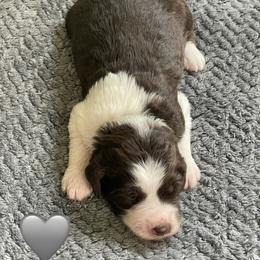 Girl 6 - female Aussiedoodle puppy in Houston, Texas from Waggin’ R Tails