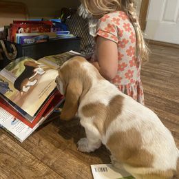 Basset Hound Puppies from Savage Sisters Basset Hounds