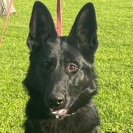 Doit - Black female German Shepherd puppy in Canton, Texas from WILDWOOD GERMAN SHEPHERDS
