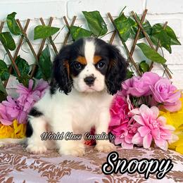 Snoopy - Tri-color male Cavalier King Charles Spaniel puppy in Hollywood, Florida from World Class Cavaliers