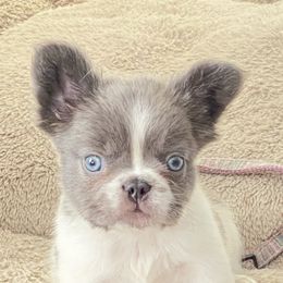 French Bulldogs from MiAdorableFrenchies