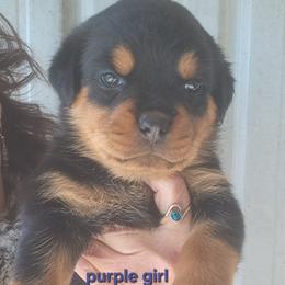 Girl 1 - Black and mahogany female Rottweiler puppy in De Witt, Iowa from Irish Eyes Kennels