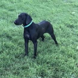 Caroline - German Shorthaired Pointer