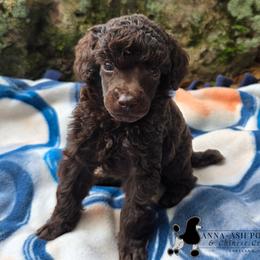 Poodle Puppies from Anna-Ash Poodles