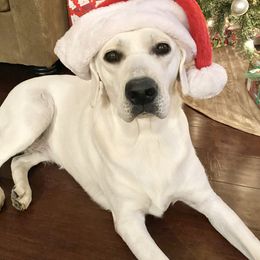 Labrador Retriever All Grown Up from Chateau St. John