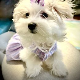 Maltese Puppies from The Royal Furbabies