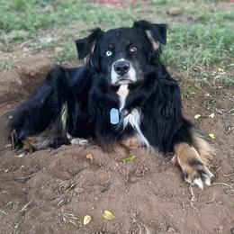Ammo - Australian Shepherd