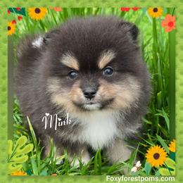 Mink - Black and tan male Pomeranian puppy in Eatonville, Washington from Foxy Forest Poms
