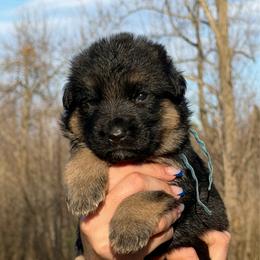 Calypso - Black and red female German Shepherd puppy in Harvard, Illinois from Aus Dem Meer German Shepherds