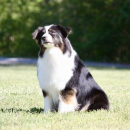 ZIVA - Australian Shepherd