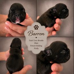 Barron - Brindle male French Bulldog puppy in Holton, Indiana from MoonShine Babies