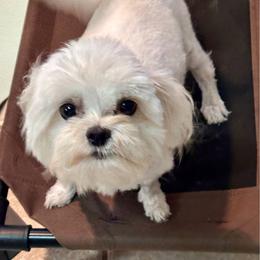 London - Maltese
