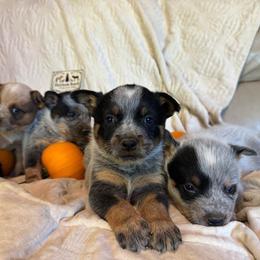 Boy 3 - Blue male Australian Cattle Dog puppy in Cottage Grove, Oregon from Heirloom Ranch