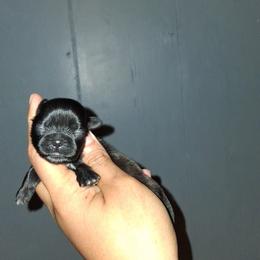 Girl 3 - Black and white female Shih Tzu puppy in Birmingham, Alabama from K&D kennels