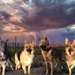 German Shepherds from Freiheit Von Himmel  Shepherds