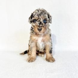 Dolly - Blue merle female Aussiedoodle puppy in Sharpsburg, Georgia from Steindoodles