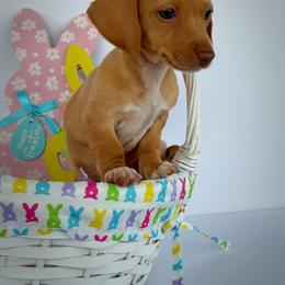Latte - Cream female Dachshund puppy in Waycross, Georgia from Willow Run Dachshund’s