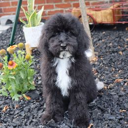 Maui - Black male Poodle puppy in Ohio from Moore Doodles