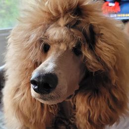 Poodles from Big Stretch