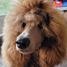 Poodles from Big Stretch