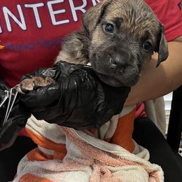 Girl 5 - Gray and fawn female Cane Corso puppy in Thaxton, Virginia from Fortune Star Ultimate K9s