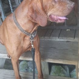 Vizslas from Hallman Vizlas