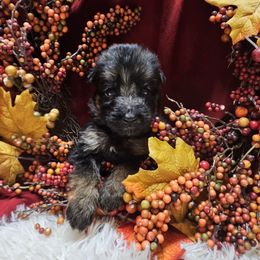 Miss Yellow - Black and red female German Shepherd puppy in Newaygo, Michigan from Sterley Shepherds
