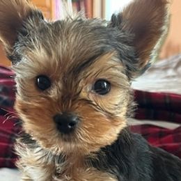 Yorkshire Terriers from Sharon's Yorkies