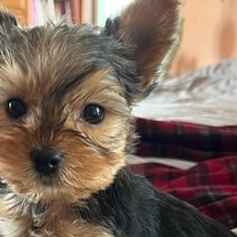 Yorkshire Terriers from Sharon's Yorkies