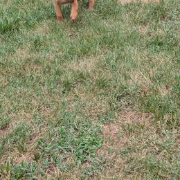 Boy 6 - Mahogany male Belgian Malinois puppy in Paynes Corner, Virginia from Von-Zito Belgian Malinois