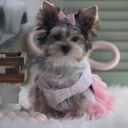 TASHA - Black and tan female Yorkshire Terrier puppy in Hughesville, Missouri from Puppykiss4u