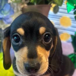 Black and cream - Black and cream female Dachshund puppy in Missoula, Montana from Rocky Mountain Dachshunds