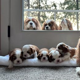 Cavalier King Charles Spaniels from Clairety Cavaliers