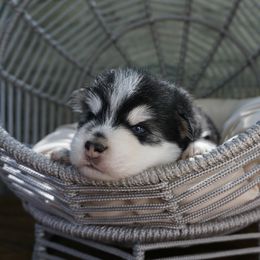 Pomsky Puppies from Arctic Star Pomskies