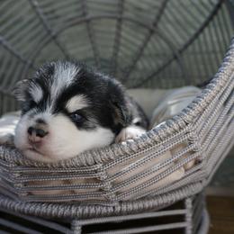 Pomsky Puppies from Arctic Star Pomskies