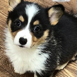 Autumn - Black and tan female Pembroke Welsh Corgi puppy in Taylorsville, North Carolina from Mill Creek’s Pembroke Welsh Corgis and French Bulldogs
