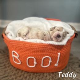 Teddy - Apricot male Goldendoodle puppy in Siesta Key, Florida from Siesta Key Doodles