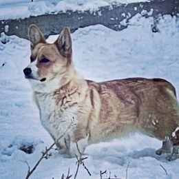 Heidi - Pembroke Welsh Corgi