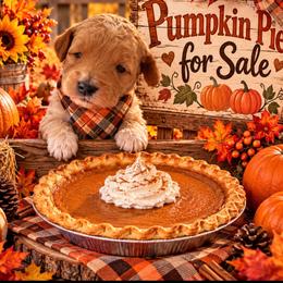 Pumpkin - Apricot female Goldendoodle puppy in Cherry Tree, Pennsylvania from Plum Creek Acres Next Generation
