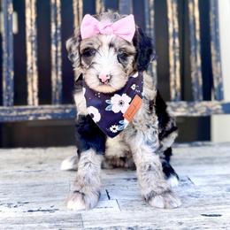 Girl 1 - Blue merle female Bernedoodle puppy in Salt Lake County, Utah from Coco Avenue Pups