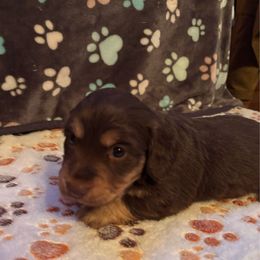 Girl 1 - Chocolate and tan female Dachshund puppy in Stilwell, Oklahoma from Ross's Desert Doxies