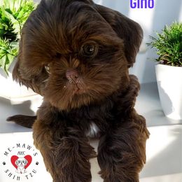 Gino - Liver male Shih Tzu puppy in Rolling Hills, California from MeMaw Shih Tzus