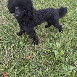 Kairo - Poodle
