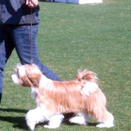 Glitzy - Tibetan Terrier