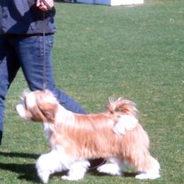 Glitzy - Tibetan Terrier